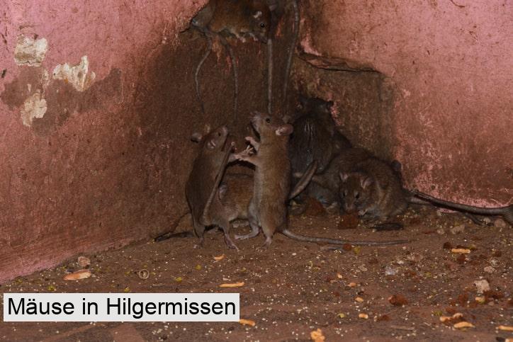 Mäuse in Hilgermissen